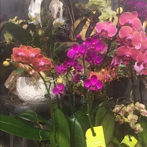 Meet your Posher, Irina